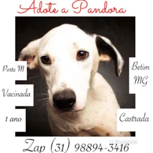 Cachorro raça SRD idade 1 ano nome Pandora