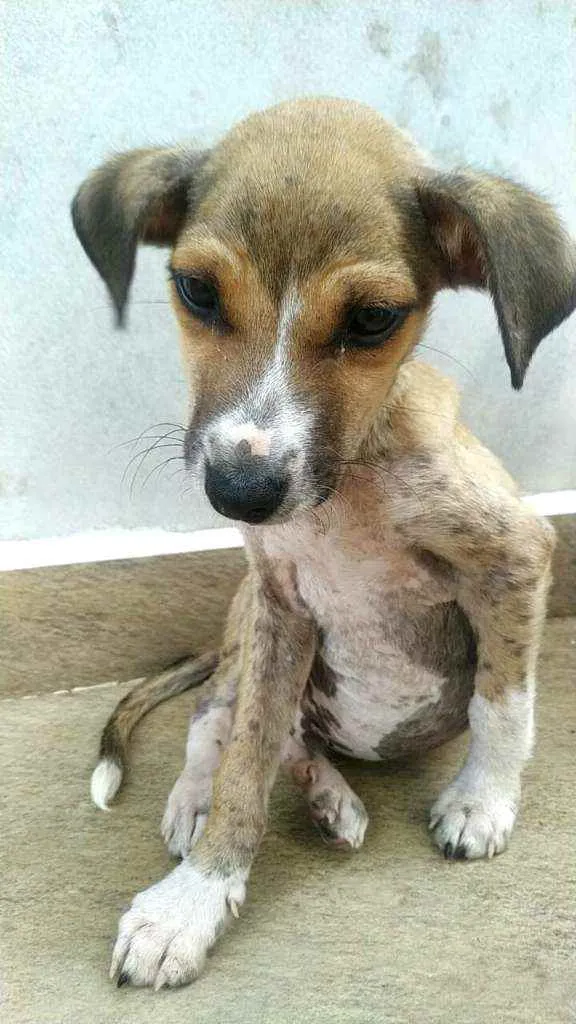 Cachorro raça  idade 2 a 6 meses nome Filhote Mônica 