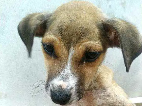 Cachorro raça  idade 2 a 6 meses nome Filhote Mônica 