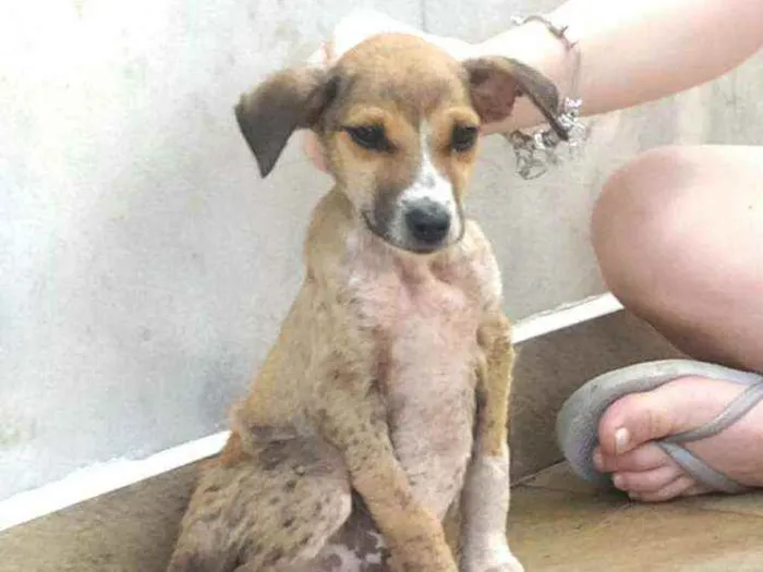 Cachorro raça  idade 2 a 6 meses nome Filhote Mônica 