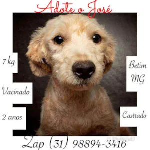 Cachorro raça SRD idade 2 anos nome José 