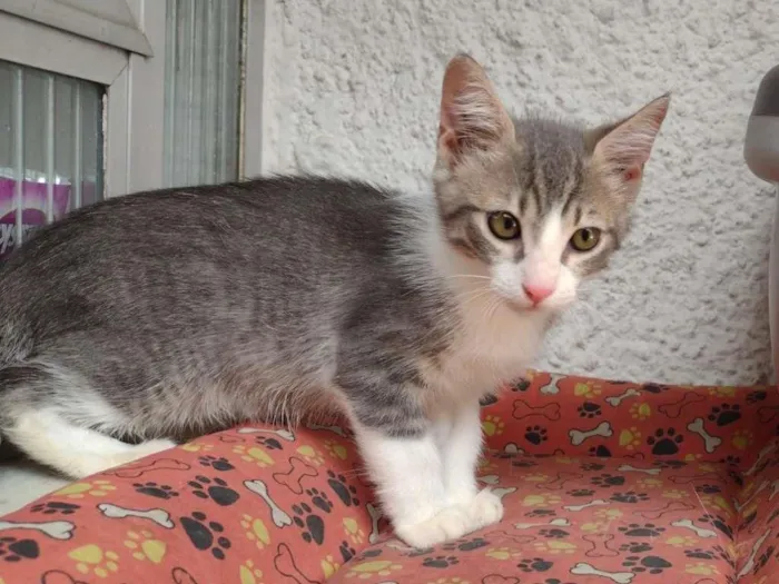 Gato ra a SRD-ViraLata idade 2 a 6 meses nome tHOR