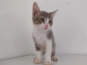 Gato raça SRD-ViraLata idade 2 a 6 meses nome tHOR