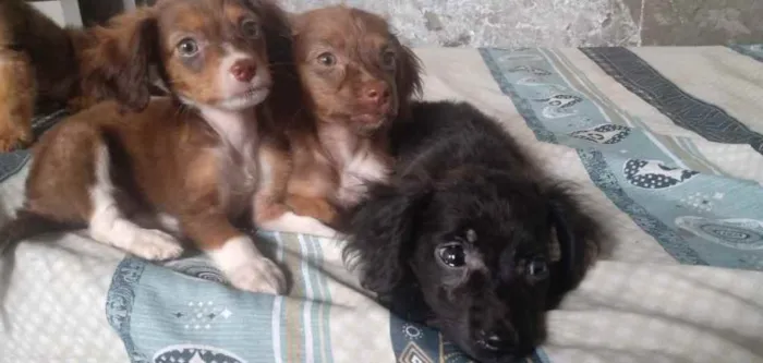 Cachorro ra a SRD idade 2 a 6 meses nome Sem Nome