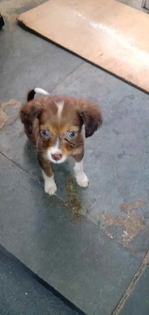 Cachorro ra a SRD idade 2 a 6 meses nome Sem Nome