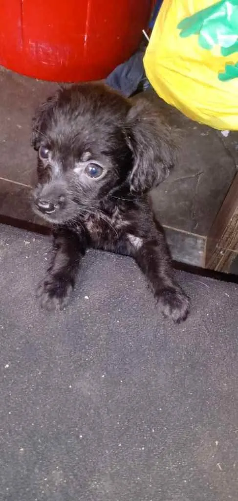 Cachorro ra a SRD idade 2 a 6 meses nome Sem Nome