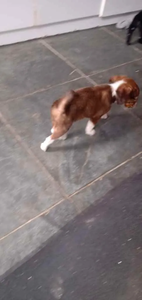 Cachorro ra a SRD idade 2 a 6 meses nome Sem Nome
