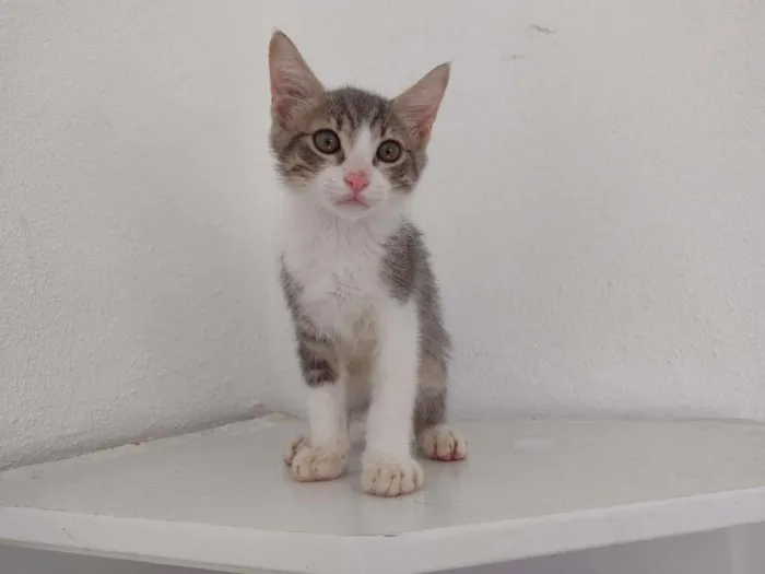 Gato ra a SRD-ViraLata idade 2 a 6 meses nome tHOR