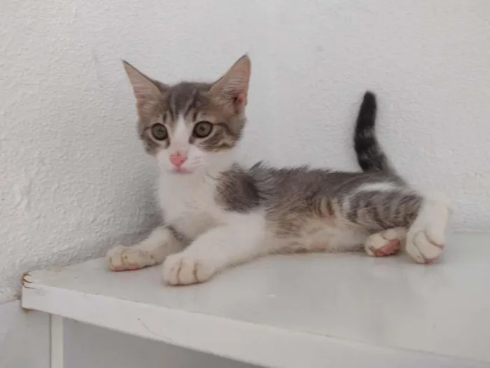 Gato ra a SRD-ViraLata idade 2 a 6 meses nome tHOR