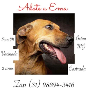 Cachorro raça SRD idade 2 anos nome Ema