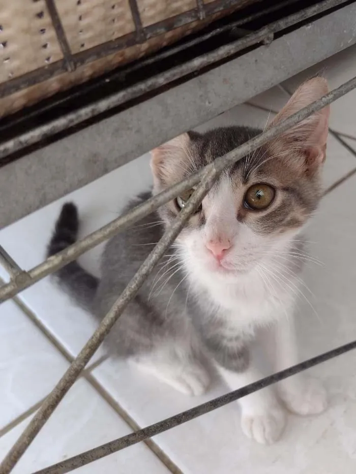 Gato ra a SRD-ViraLata idade 2 a 6 meses nome tHOR