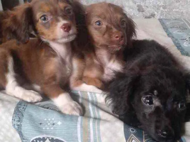Cachorro ra a SRD idade 2 a 6 meses nome Sem Nome