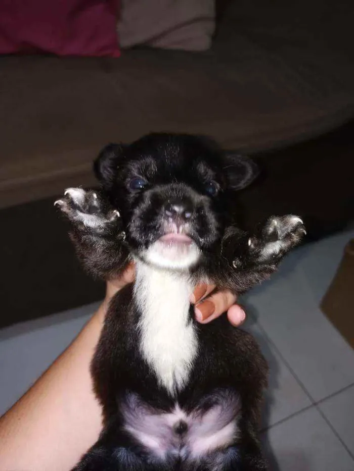 Cachorro ra a Vira lata  idade Abaixo de 2 meses nome Geraldinho