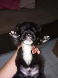 Geraldinho