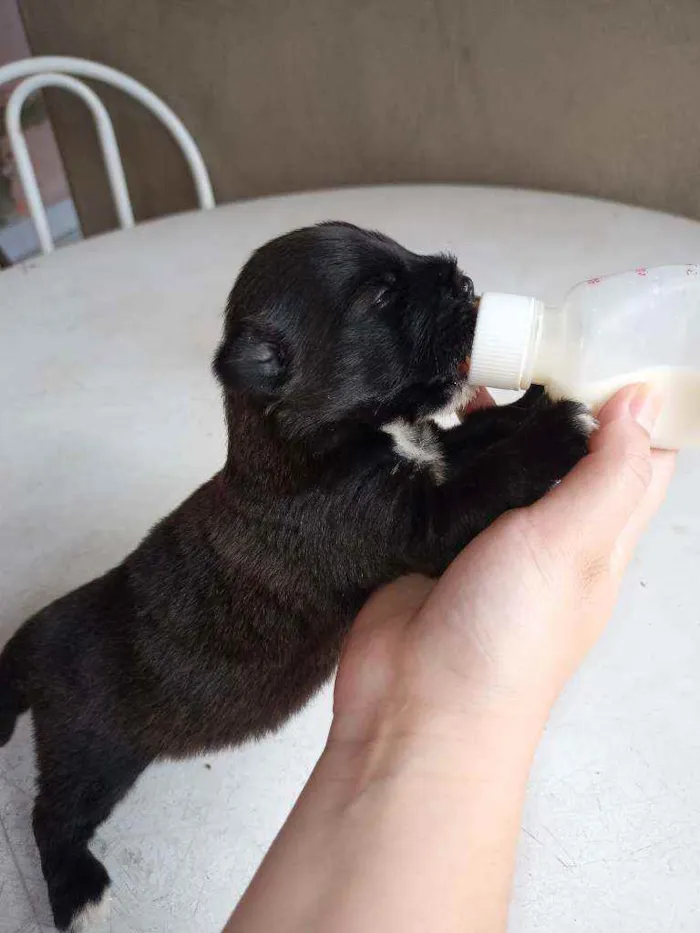 Cachorro ra a Vira lata  idade Abaixo de 2 meses nome Geraldinho