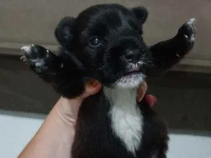 Cachorro raça Vira lata  idade Abaixo de 2 meses nome Geraldinho
