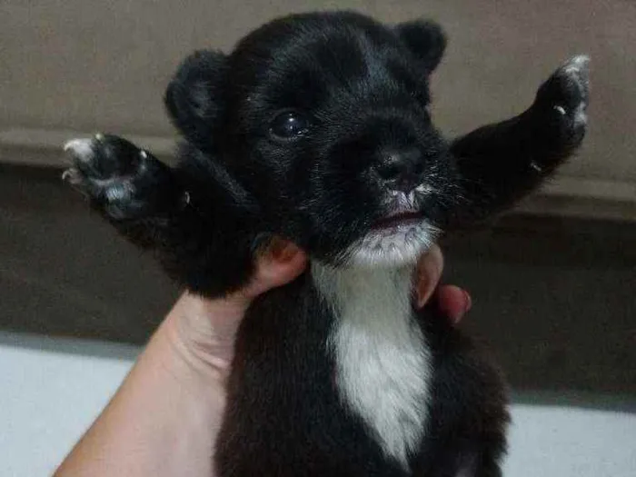 Cachorro ra a Vira lata  idade Abaixo de 2 meses nome Geraldinho