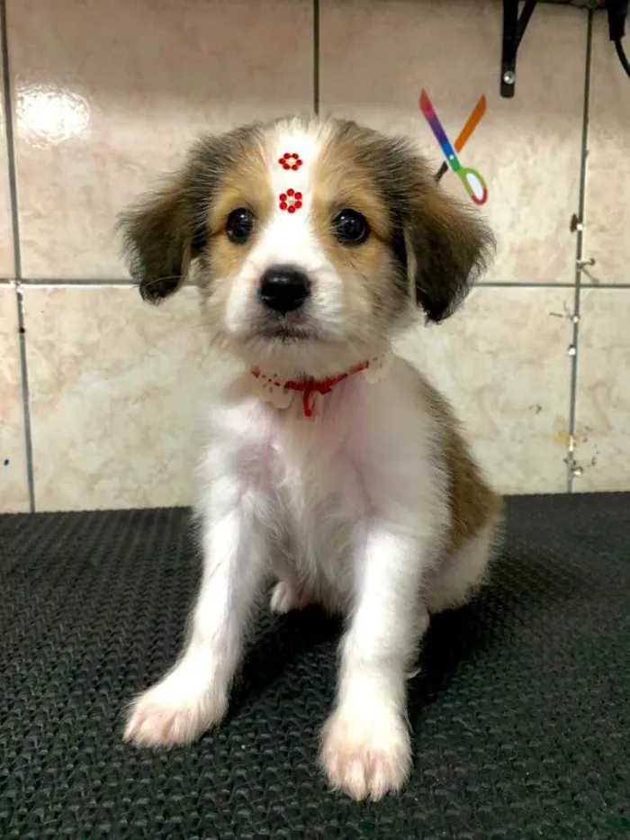Cachorro ra a Não sei  idade 2 a 6 meses nome Vick