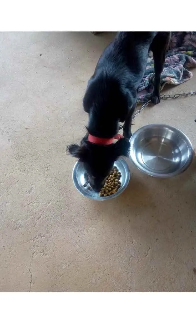 Cachorro ra a SRD idade 1 ano nome ASTOR