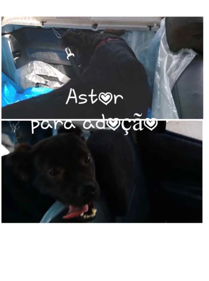 Cachorro ra a SRD idade 1 ano nome ASTOR