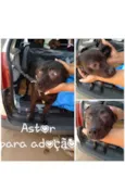 ASTOR