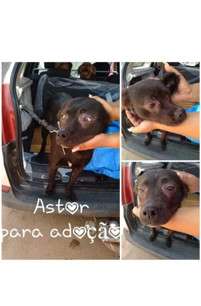 Cachorro ra a SRD idade 1 ano nome ASTOR
