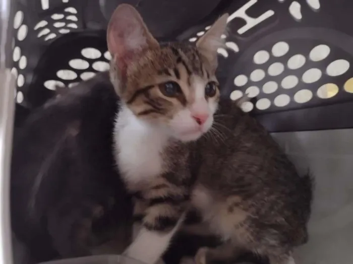Gato ra a SRD idade 2 a 6 meses nome Jasmine