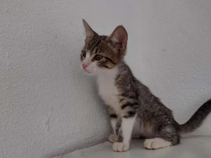 Gato ra a SRD idade 2 a 6 meses nome Jasmine