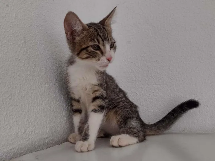 Gato ra a SRD idade 2 a 6 meses nome Jasmine