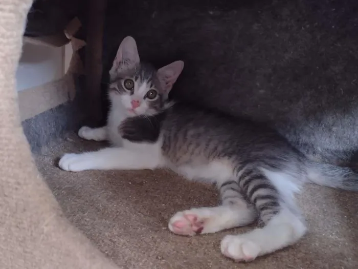 Gato ra a SRD idade 2 a 6 meses nome Jasmine