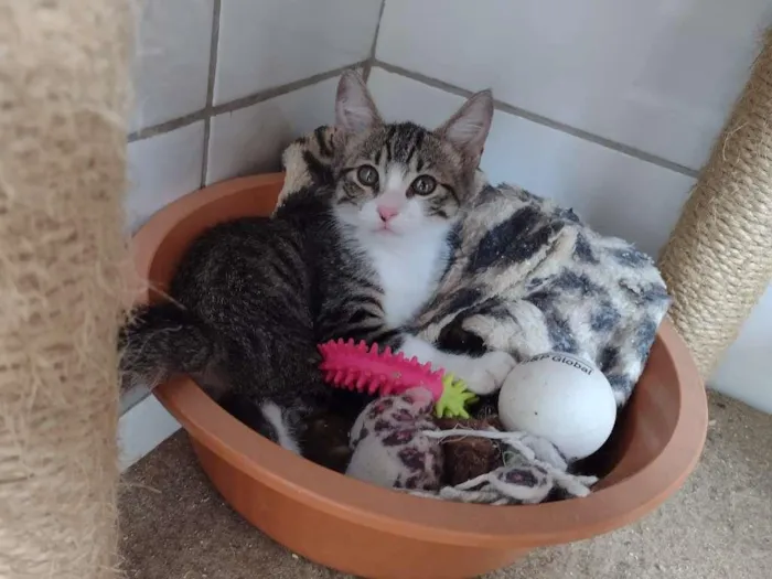 Gato ra a SRD idade 2 a 6 meses nome Jasmine