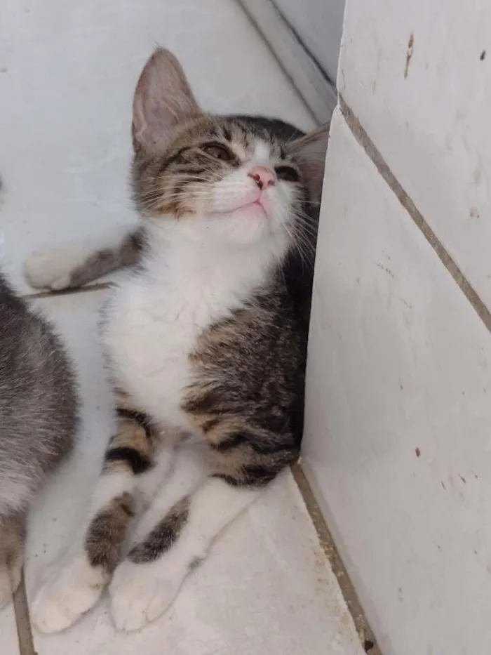 Gato ra a SRD idade 2 a 6 meses nome Jasmine