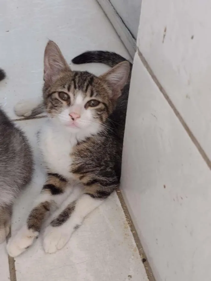 Gato ra a SRD idade 2 a 6 meses nome Jasmine