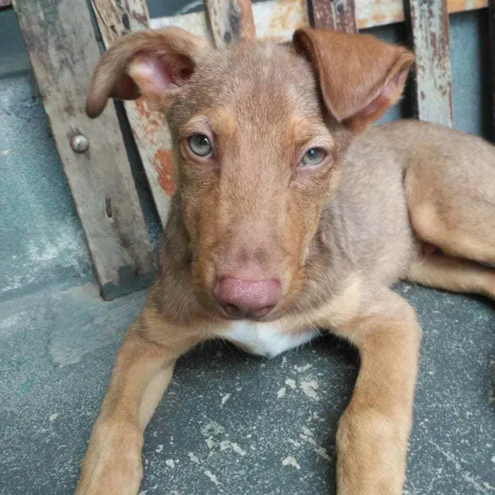 Cachorro raça Sem Raça Definida idade 2 a 6 meses nome Sem nome