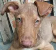 Cachorro raça Sem Raça Definida idade 2 a 6 meses nome Sem nome