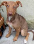 Cachorro raça Sem Raça Definida idade 2 a 6 meses nome Sem nome