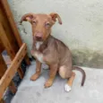 Cachorro raça Sem Raça Definida idade 2 a 6 meses nome Sem nome