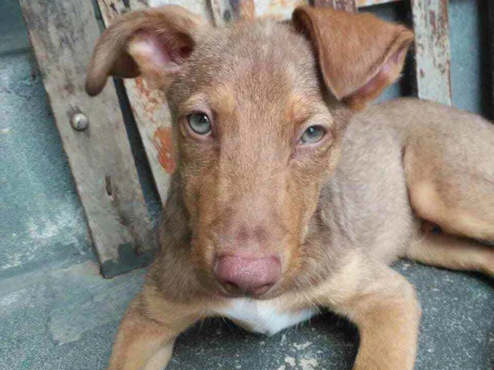 Cachorro raça Sem Raça Definida idade 2 a 6 meses nome Sem nome