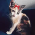 Sissi 