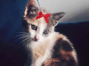 Gato raça SRD idade 2 a 6 meses nome Sissi 