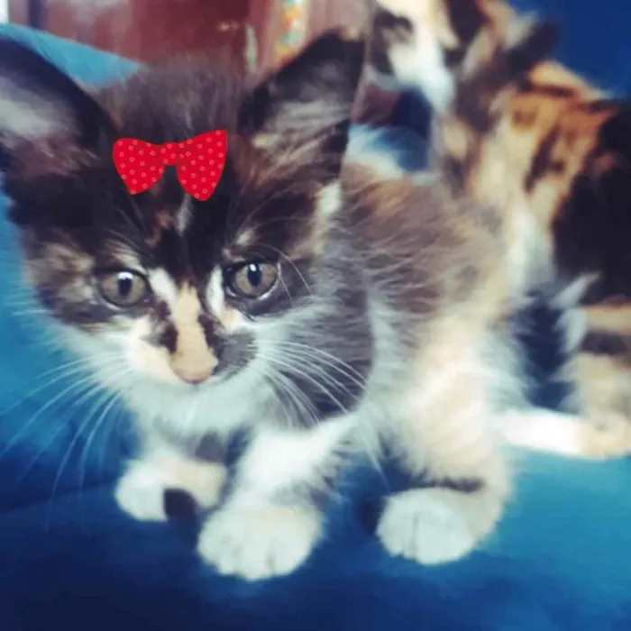 Gato ra a SRD idade 2 a 6 meses nome Kika 