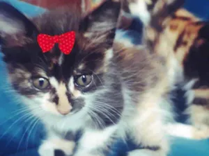 Gato raça SRD idade 2 a 6 meses nome Kika 
