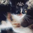 Cléo 