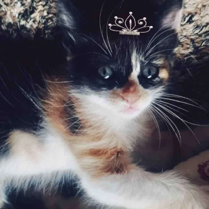 Gato ra a SRD  idade 2 a 6 meses nome Cléo 