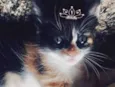 Cléo 