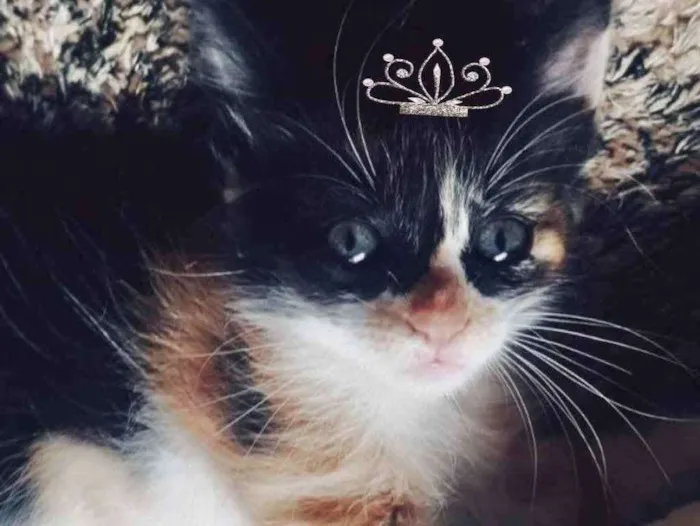 Gato ra a SRD  idade 2 a 6 meses nome Cléo 