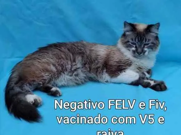 Gato ra a Srd idade 1 ano nome Mister M