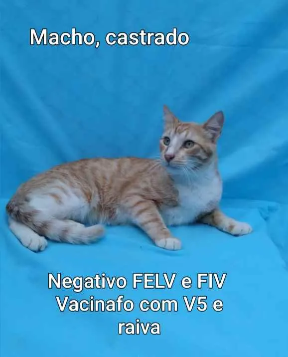 Gato ra a Srd idade 1 ano nome Amarelo