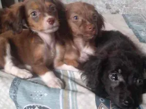 Cachorro raça SRD idade 2 a 6 meses nome Sem Nome