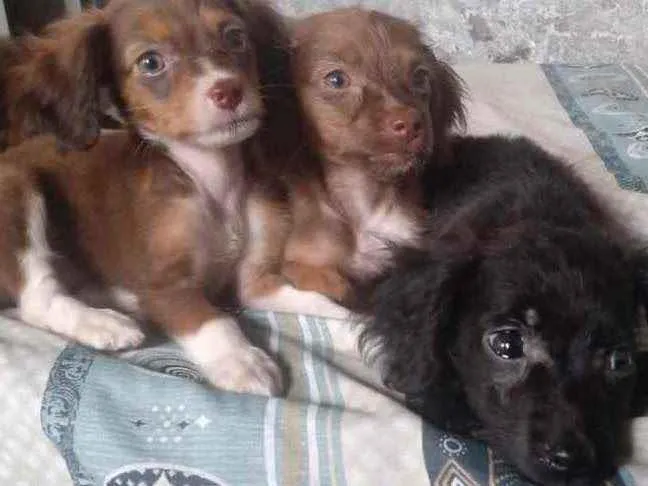 Cachorro ra a SRD idade 2 a 6 meses nome Sem Nome